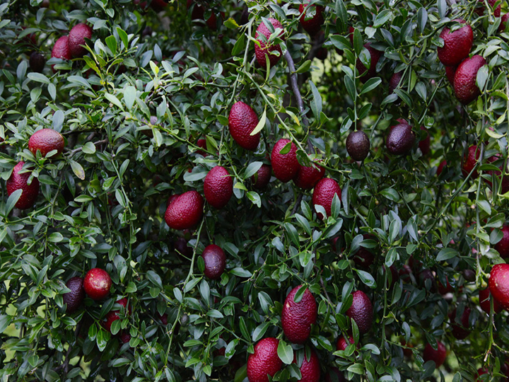 Cây chanh đỏ - Cách trồng chăm sóc cây chanh đỏ 