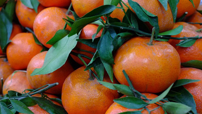 Cây giống cam đường canh - Cách trồng chăm sóc cam đường canh - Giống cây  ăn quả