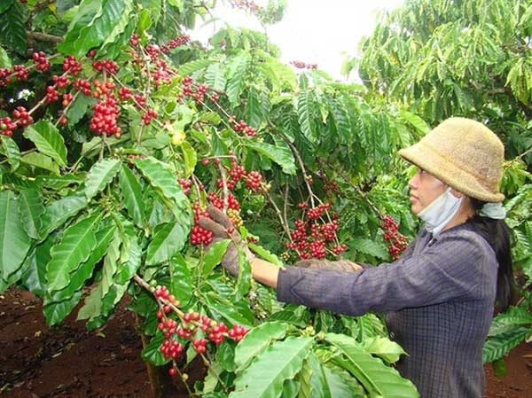 Giải pháp nâng cao giá trị cà phê Việt