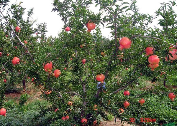 Trồng cây lựu - Cách chăm sóc trồng cây lựu hiệu quả - Giống cây ăn quả 2