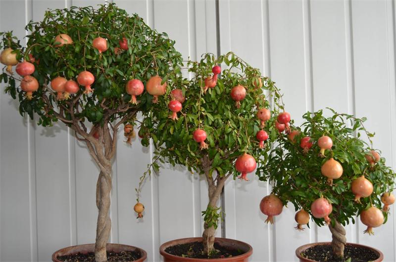 Trồng cây lựu - Cách chăm sóc trồng cây lựu hiệu quả - Giống cây ăn quả 3