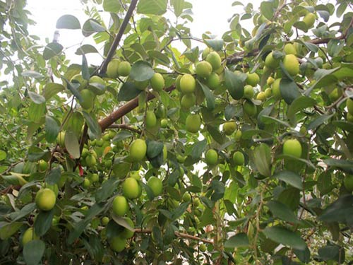 Táo đào vàng - Cách trồng chăm sóc cây táo đào vàng