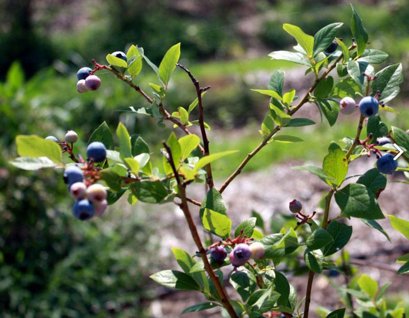 Cây việt quất - Cây ăn quả đặc biệt, cách trồng việt quất ở việt nam