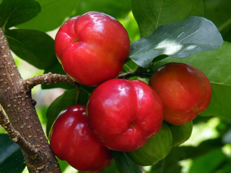 Cây sơ ri - Cây ăn quả độc đáo có nhiều chất dinh dưỡng cao - Giống cây ăn  quả