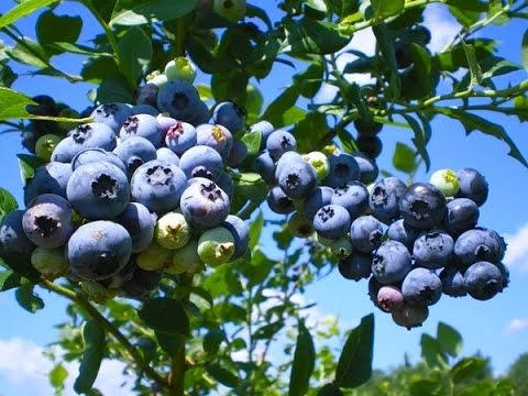 Cây việt quất - Cây ăn quả đặc biệt, cách trồng việt quất ở việt nam