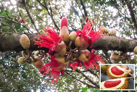 Cây sầu riêng ruột đỏ và cách chăm sóc cây hiệu quả - Giống cây ăn quả