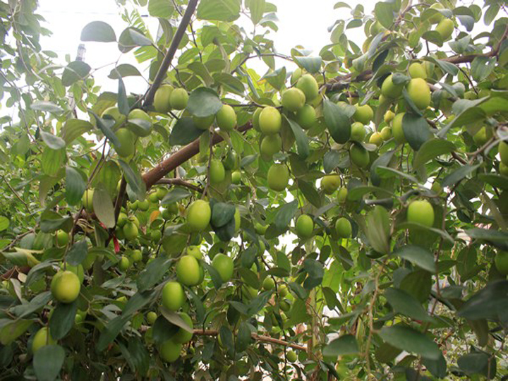Cây giống táo đại - Cách trồng chăm sóc táo đại