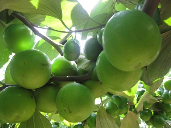 Cây giống táo thái lan- Cách trồng chăm sóc giống táo thái lan