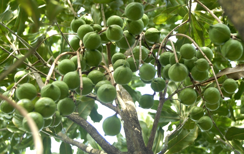 Cây mắc ca - Cây ăn quả có nhiều dinh dưỡng - Giống cây ăn quả