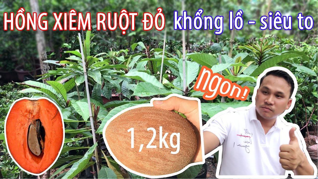 hong-xiem-ruot-do-khong-lo-2a