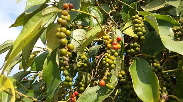 Cây hồ tiêu - Cách trồng chăm sóc và phòng bệnh trên cây hồ tiêu - Giống cây ăn quả