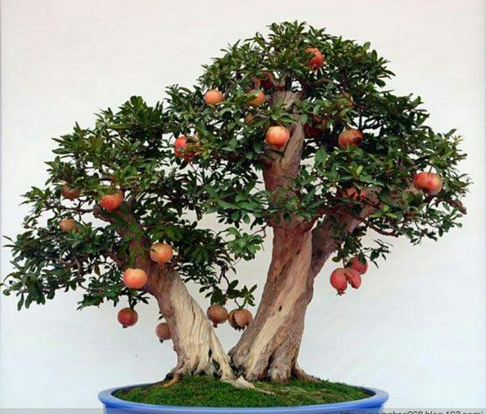 cay-luu-bonsai-dep-3aa